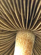 29th Aug 2015 - Fungi 