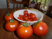 29th Aug 2015 - Tomatoes