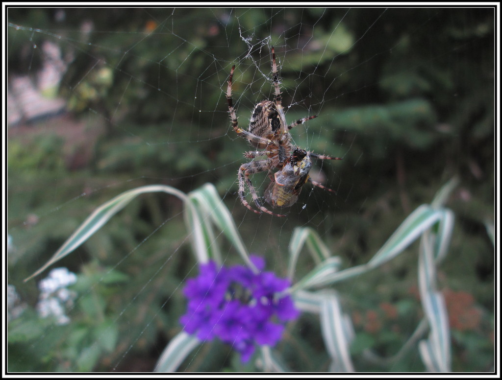 Spider and it's wrapped up prey by bruni