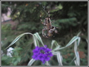 29th Aug 2015 - Spider and it's wrapped up prey