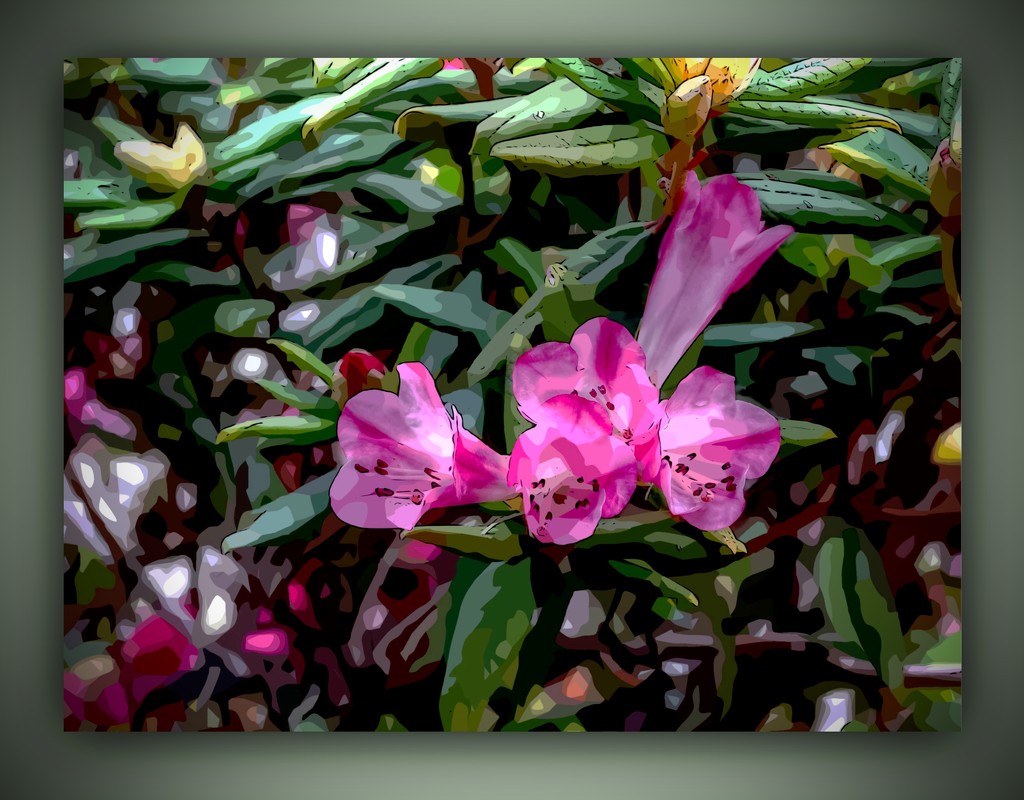 Rhododendron by maggiemae
