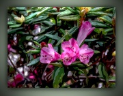 29th Aug 2015 - Rhododendron