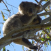 top spot by koalagardens