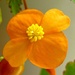 Sutherland Begonia  by countrylassie