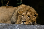 29th Aug 2015 - Asiatic Lion