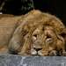 Asiatic Lion by leonbuys83