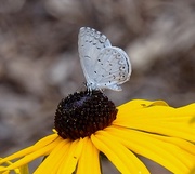 27th Aug 2015 - Summer Azure Butterfly