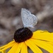 Summer Azure Butterfly by annepann