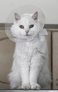 29th Aug 2015 - Wearing the cone of shame.