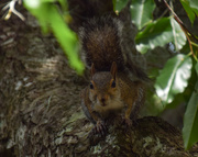 25th Aug 2015 - Squirrel waiting for handout!!