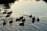 27th Aug 2015 - Ducks at Sunset