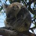 so zen by koalagardens