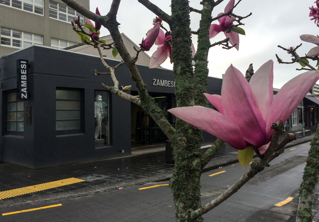 Zambesi magnolia by brigette