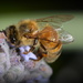 Busy Bee DSC_8587 by merrelyn