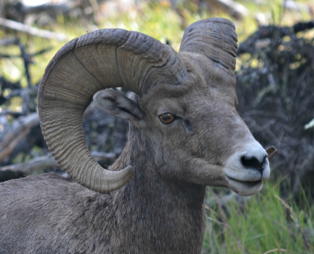 Rocky Mountain Big Horn Sheep by mjmaven