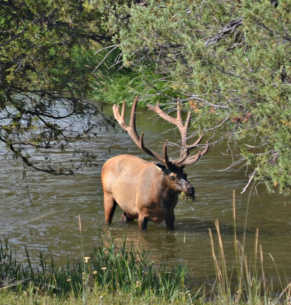 Bull Elk by mjmaven