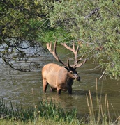 17th Aug 2015 - Bull Elk
