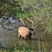 Bull Elk by mjmaven