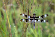 30th Aug 2015 - Twelve spotted skimmer!