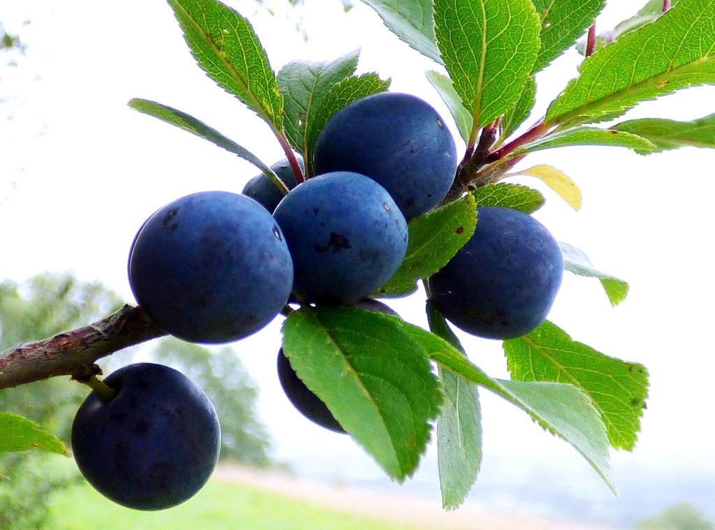 Sloes almost ready by julienne1