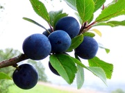 30th Aug 2015 - Sloes almost ready