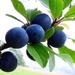 Sloes almost ready by julienne1