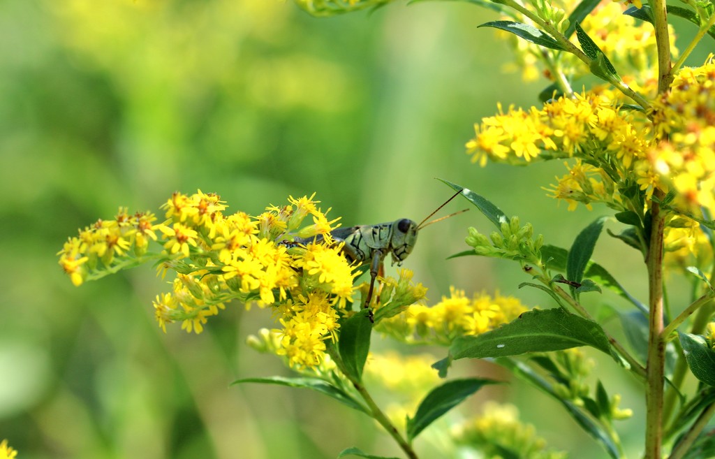 Good Morning Grasshopper by lynnz