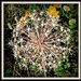 Allium Seedhead  by beryl