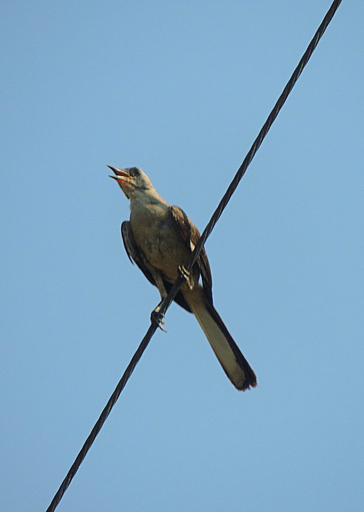 Bird on a wire squawking about something! by homeschoolmom