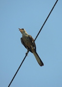 20th Aug 2015 - Bird on a wire squawking about something!