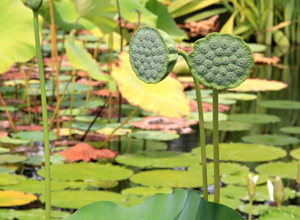 Lotus Pods by calm
