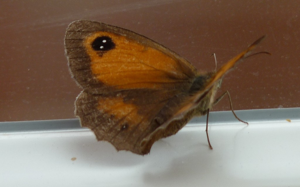 Gatekeeper butterfly by lellie