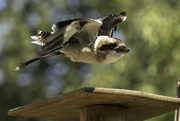 30th Aug 2015 - Kookaburra in Flight