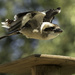 Kookaburra in Flight by leonbuys83