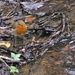 Robin in the stream by ziggy77