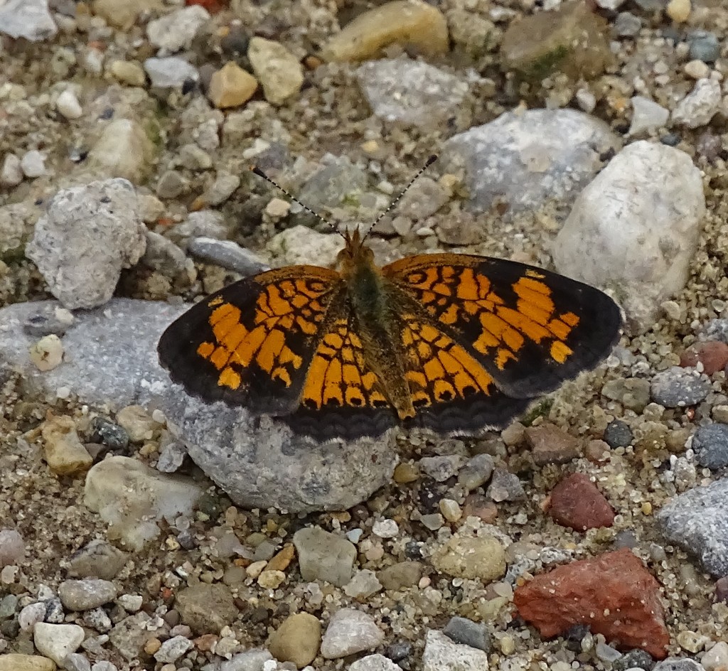 Pearl Crescent butterfly by annepann