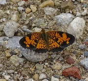 29th Aug 2015 - Pearl Crescent butterfly