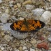 Pearl Crescent butterfly by annepann