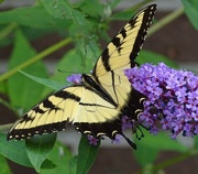 30th Aug 2015 - Battered Eastern Tiger Swallowtail