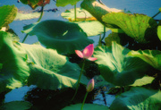 31st Aug 2015 - lotus at Fogg Dam
