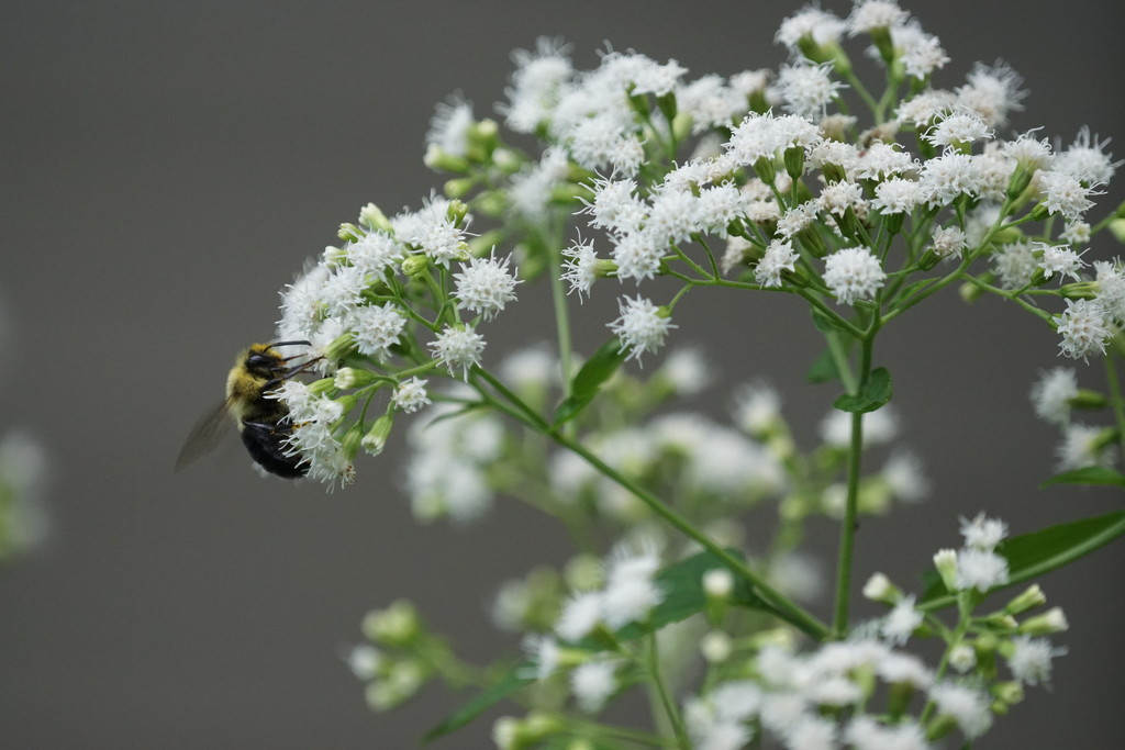 bee on snakeroot by amyk