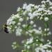 bee on snakeroot by amyk