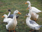 30th Aug 2015 - Visiting with Ducks