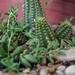 Cactus dish by thewatersphotos