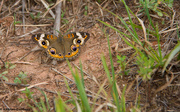 30th Aug 2015 - Buckeye Butterfly