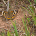 Buckeye Butterfly by randystreat