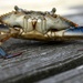Crab Selfie by kerosene