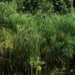 Papyrus Plants... by happysnaps