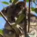 full as a goog by koalagardens
