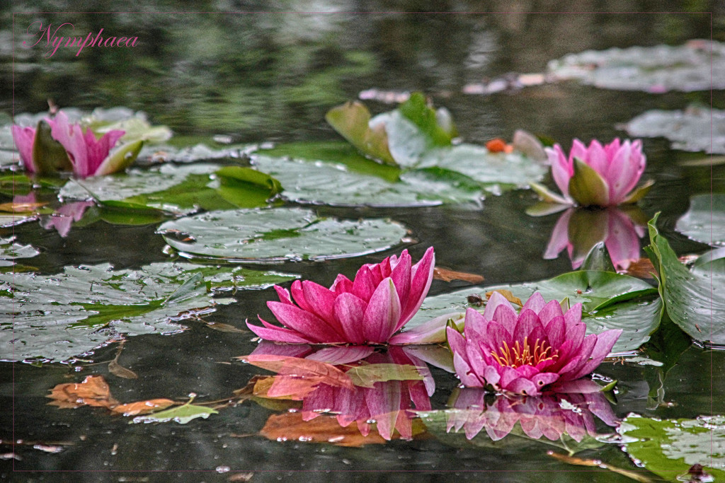 Water Lilies by jamibann